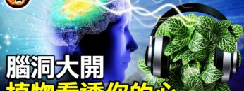 [ID: FA5H-7n9GTQ] Youtube Automatic